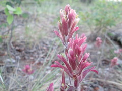 Castilleja raupii