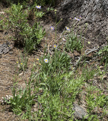 Erigeron glacialis glacialis