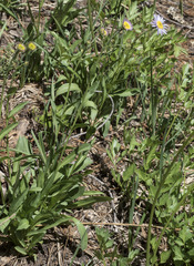 Erigeron glacialis glacialis