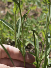 Erigeron glacialis glacialis