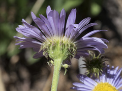 Erigeron glacialis glacialis