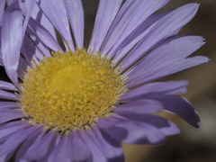 Erigeron glacialis glacialis