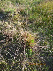 Juncus caespiticius