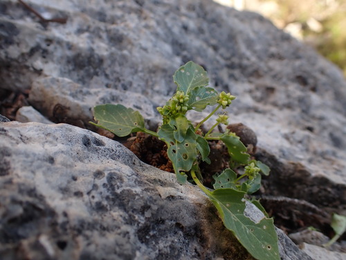 Mercurialis huetii (Mercurialis huetii)