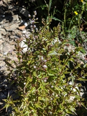 Swertia macrosperma