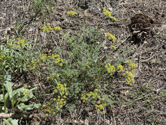 Cymopterus terebinthinus californicus