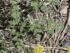 Cymopterus terebinthinus californicus