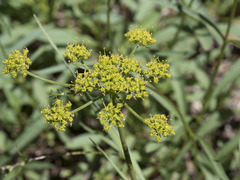 Cymopterus terebinthinus californicus