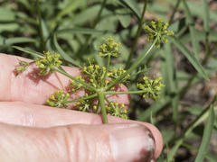 Cymopterus terebinthinus californicus