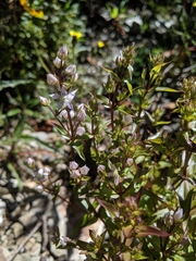 Swertia macrosperma