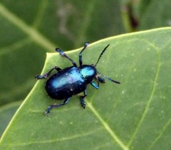 Platycorynus peregrinus