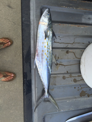 Scomberomorus maculatus