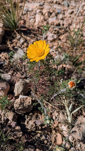 Image of Cladanthus arabicus by (c) Thibaud Aronson, some rights reserved (CC BY-SA)