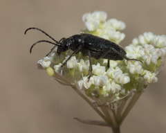 Brachysomida californica
