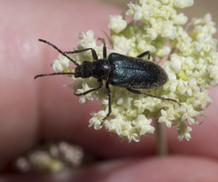 Brachysomida californica