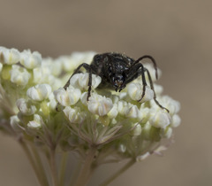 Brachysomida californica