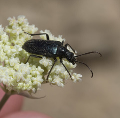 Brachysomida californica