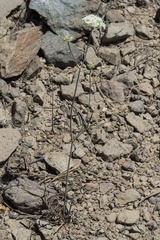 Perideridia bolanderi