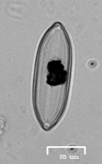 Naviculales