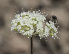 Perideridia bolanderi