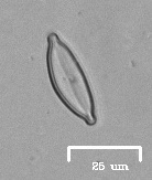 Naviculales