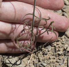 Perideridia bolanderi