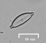 Naviculales