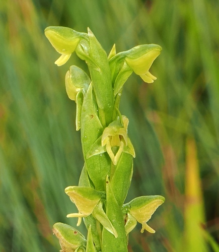 Image of Habenaria laevigata by (c) desertnaturalist, some rights reserved (CC BY)