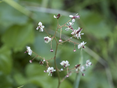 Micranthes odontoloma