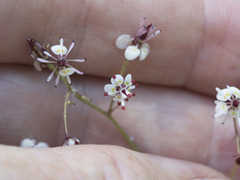 Micranthes odontoloma