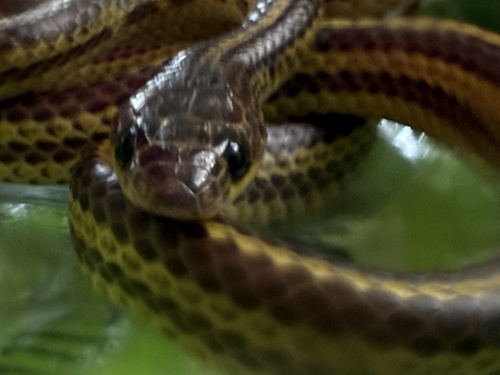 Striped Dwarf Treesnake