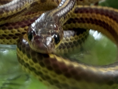 Striped Dwarf Treesnake