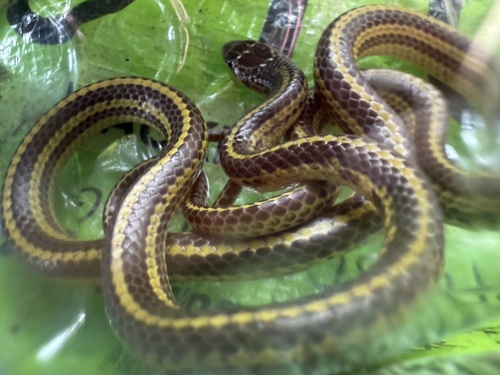 Striped Dwarf Treesnake