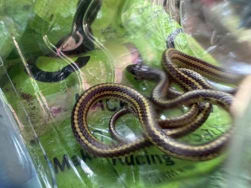 Striped Dwarf Treesnake