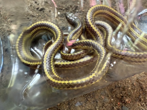 Striped Dwarf Treesnake
