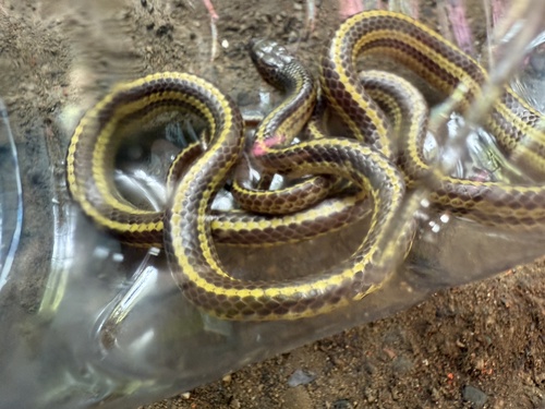 Striped Dwarf Treesnake