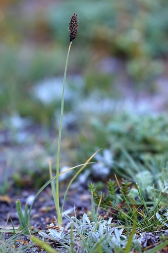 Carex atropicta