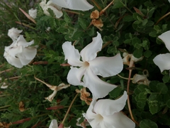 Mandevilla lanuginosa