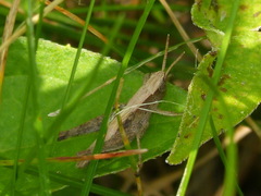 Chloealtis conspersa