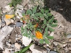 Cochlospermum wrightii