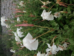 Mandevilla lanuginosa