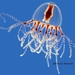 Cladonema radiatum - Photo (c) WoRMS Editorial Board,  זכויות יוצרים חלקיות (CC BY-NC-SA)