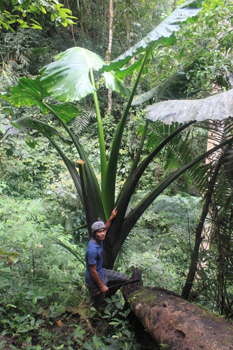 Image of Alocasia macrorrhizos by (c) Fabian Brambach, some rights reserved (CC BY)