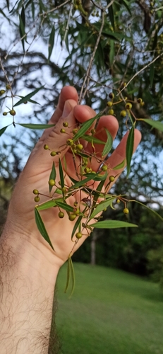 Image of Blepharocalyx salicifolius by (c) Rafael Tosi, some rights reserved (CC BY)