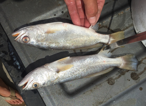 Bastard trout (Cynoscion nothus) — Sciaenidae