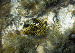 Lactophrys bicaudalis