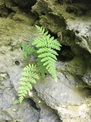 Cystopteris bulbifera