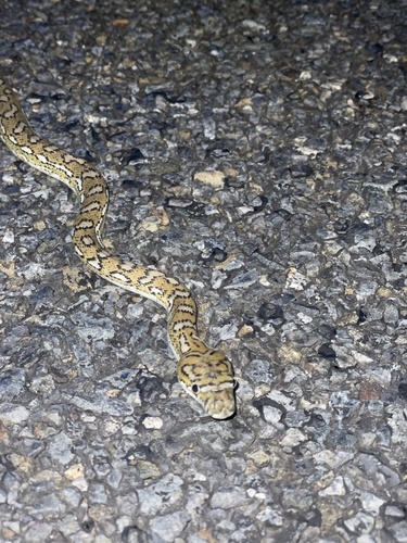 Coastal Carpet Python sighting