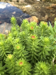 Rhodiola