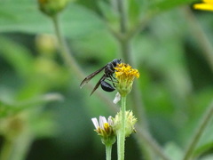 Polybia plebeja